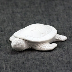Little Baby Sea Turtle